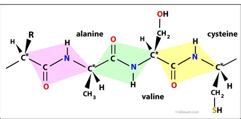 Amino Acids - Coding- Structure