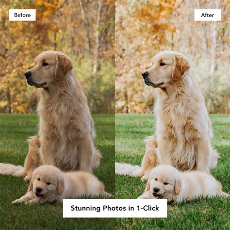 Insta Pets Lightroom Presets | Flourish Presets | Lightroom, Lightroom ...