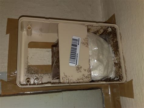 Home Termite Inspection and Termite Control - Week2 | Termite Control ...