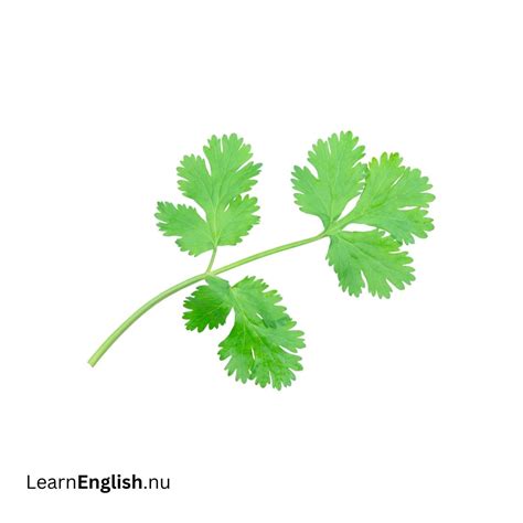 Vegetables in Spanish - learn spanish