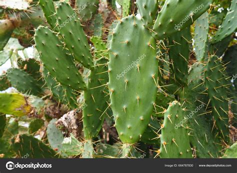 Opuntia Prickly Pear Cactus Genus Flowering Plants Cactus Family ...