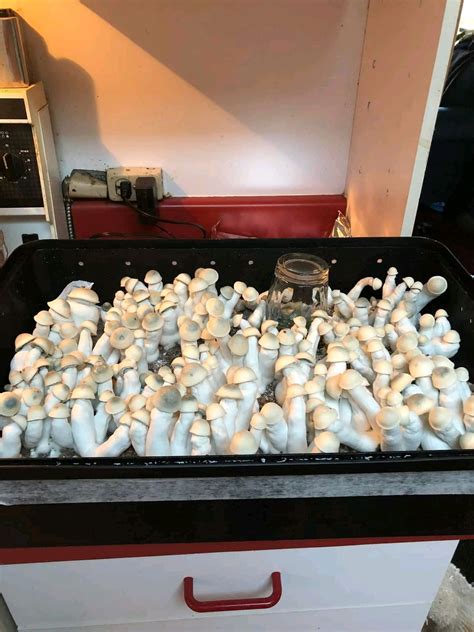 My second yeti grow : r/MycologyandGenetics