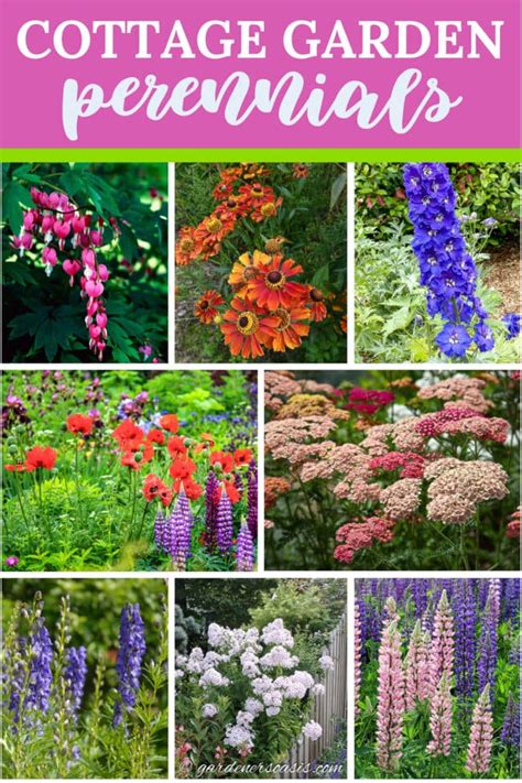 Cottage Garden Perennials 的图像结果
