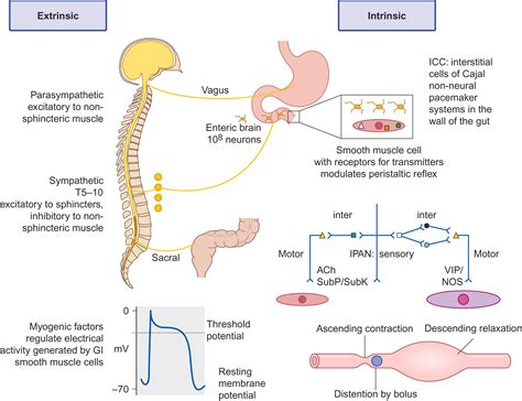 What Increases Gut Motility