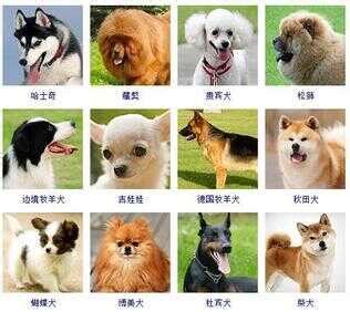 72种名犬图片及名字-百度经验