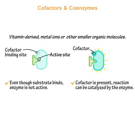 Biochemistry Glossary: Enzymology: 1. Overview | ditki medical & biological sciences