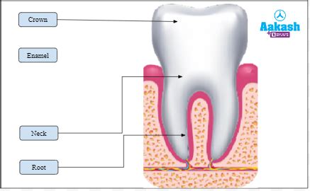 Alimentary Canal Structure, Buccal Cavity & Intestine | AESL