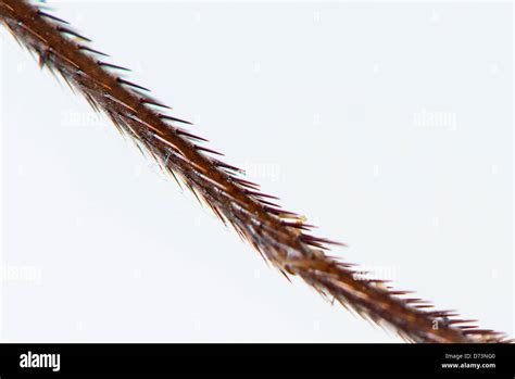 Image result for Butterfly Leg Work Tutorial