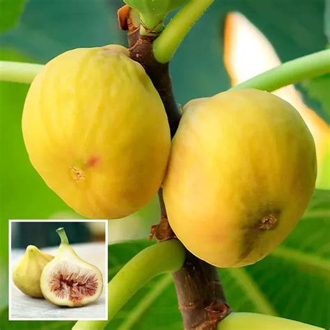Ixora Farming Yellow Fig Anjeer Layering/Grafted Fruit Plant (1-2 Feet ...