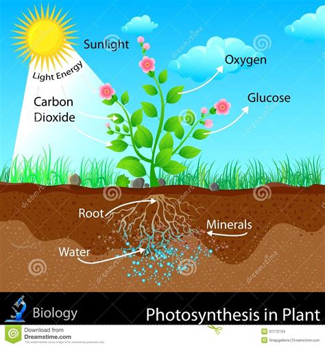 Pin on Photosynthesis Project