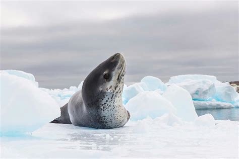 Leopard seal, Cierva Cove, Antarctica