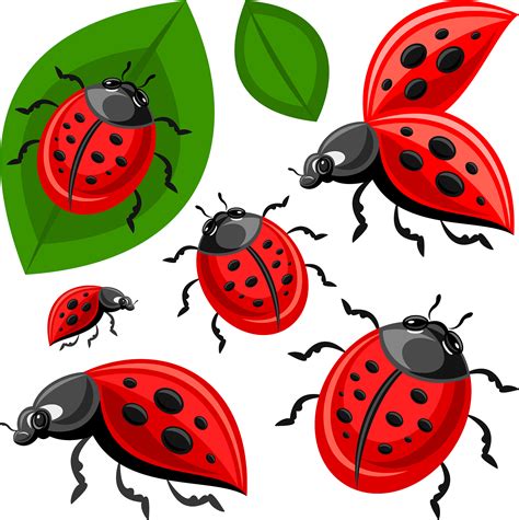 Lady Beetle Clipart - Ladybird Beetle - Png Download - Full Size ...