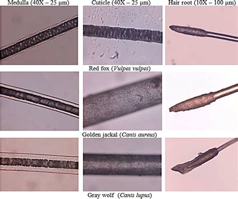 Red Hair Under Microscope