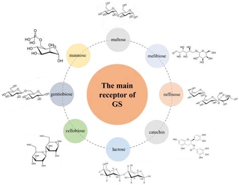 Glucansucrase Produced by Lactic Acid Bacteria: Structure, Properties ...