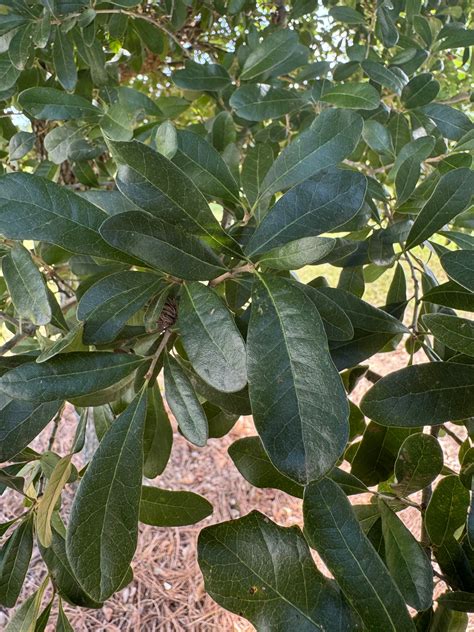 Quercus virginiana 'QVMTF' ~ Southerlynn™ Live Oak - Moon's Tree Farm