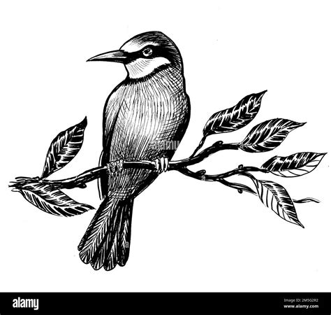 Bird sitting on a tree branch. Ink black and white drawing Stock Photo ...