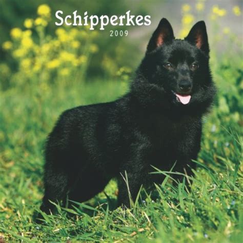 Schipperkes 2009 Calendar : Brown Trout Publishers: Amazon.in: Books