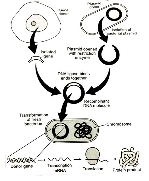 Define Recombinant 的图像结果