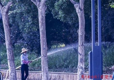 “高射炮”洒水车齐上阵 武汉园林人浇水有点忙_湖北频道_凤凰网
