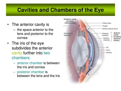 PPT - Essentials of Human Vision Anatomy: Understanding the Sense of ...
