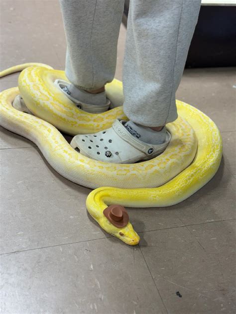 Image result for Platinum Reticulated Python