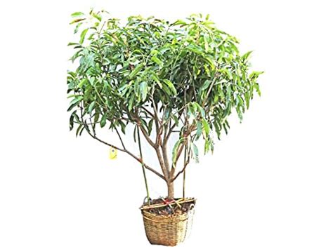 Buy Dubai Garden Centre Mangifera Indica Mango Tree - Green Online at ...