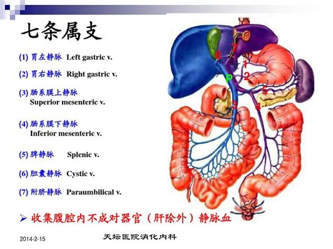 胆囊静脉图片胆囊静脉2022已更新今日推荐