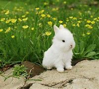 Image result for Fluffy Baby Bunny