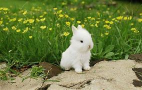 Image result for Newborn White Baby Rabbit