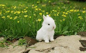 Image result for Cute Baby Rabbit Wallpaers