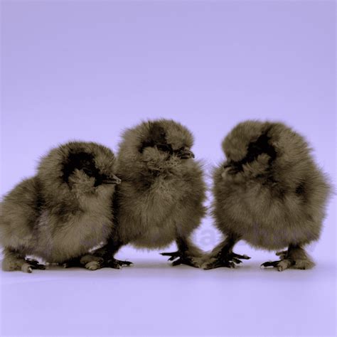 Silkie Bantams | Chick Hatchery