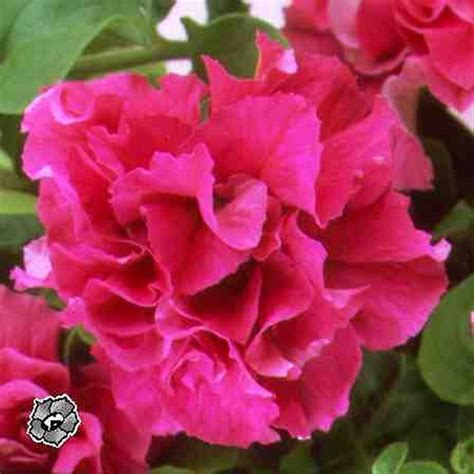 Cheerful Enthusiasm in the Most Material Vital : flower