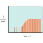 Image result for Treppe Muscle Contraction