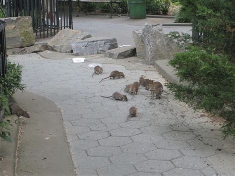 Rats At Central Park