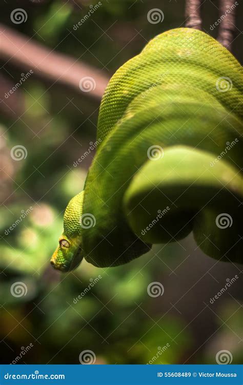 Image result for Green Python Hanging From Tree
