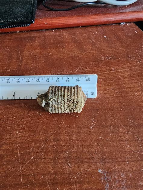 Crinoid stems : r/fossils