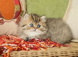 Image result for Blue Persian Kittens