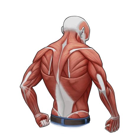 Image result for Shoulder Anatomy Animated Tutorial