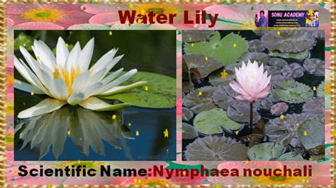SONU ACADEMY: Shrubs and their Scientific Names