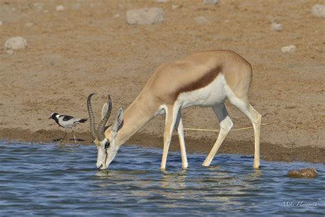 Abiotic component Types 的图像结果