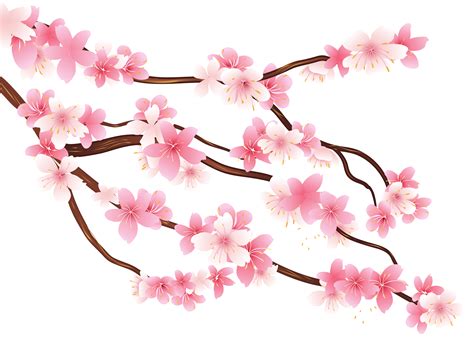 Clip Art Cherry Blossom Transparent Background / Japan Cherry blossom ...