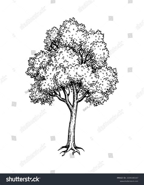 Image result for Maple Tree Drawing Reference