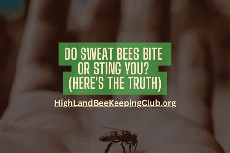 Do Sweat Bees Bite Or Sting You: Here's The Truth