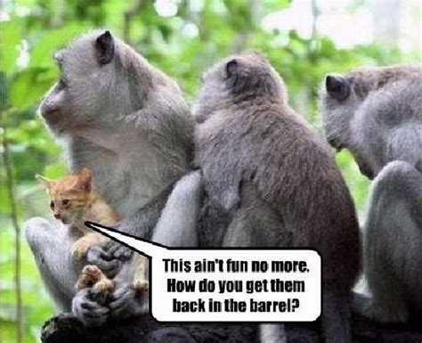 Image result for Talking Animals Compilation