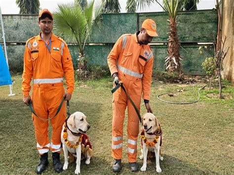 NDRF team, dog squad members Rambo and Honey return to India after 10 ...