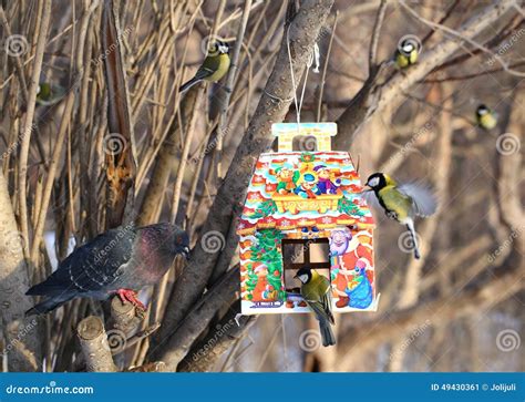 Birds feeding in winter stock image. Image of enjoy, cute - 49430361