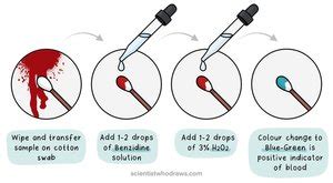 Preliminary Blood Tests in Forensic Investigations — Scientist who draws