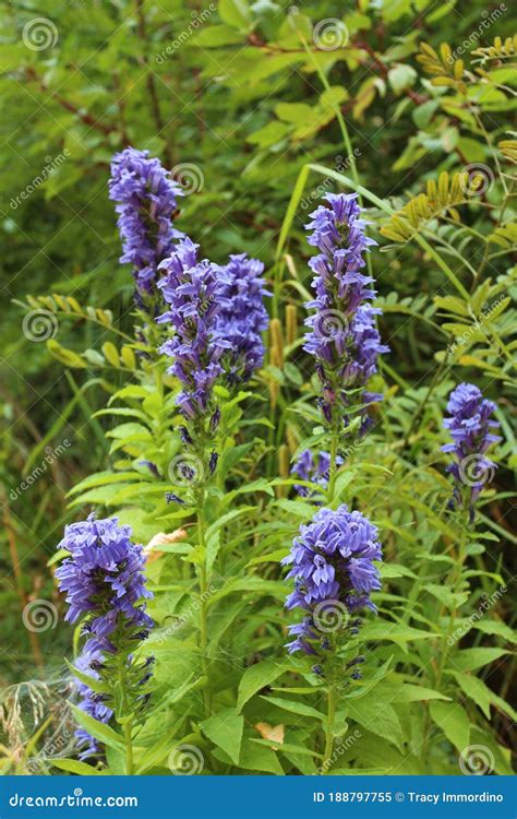 Flowers On Stalks at Isla Lampungmeiua blog