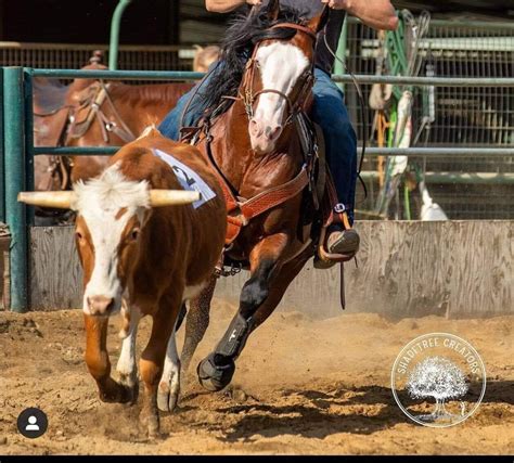 Hermanson-Kist Fall All Breed Horse Sale - Mandan, North Dakota ...