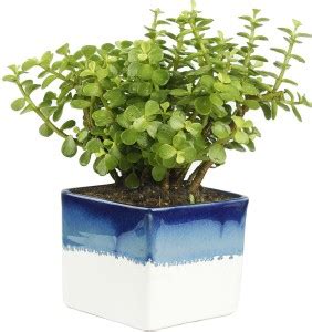 Cloud Farm Jade Plant Price in India - Buy Cloud Farm Jade Plant online ...